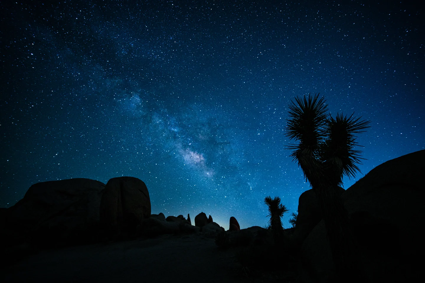 Joshua tree beneath a star-filled sky